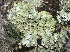 Hypogymnia bitteri