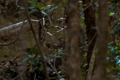 Arborophila torqueola