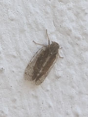 Tachycixius