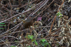 Trochalopteron lineatum