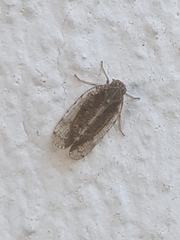 Tachycixius