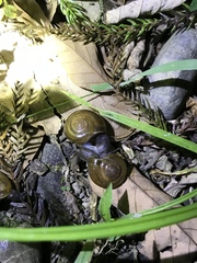 Macrochlamys hippocastaneum