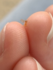 Monarthropalpus flavus