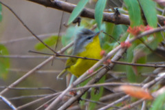 Phylloscopus xanthoschistos