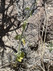 Scutellaria mexicana