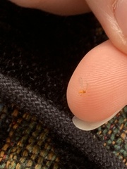 Monarthropalpus flavus