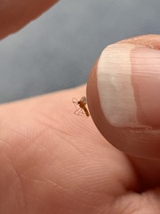 Monarthropalpus flavus