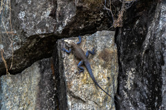 Laudakia tuberculata