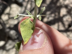 Scutellaria mexicana