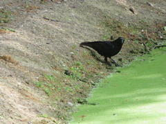 Corvus corone