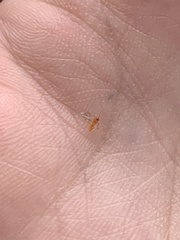 Monarthropalpus flavus