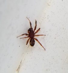 Asagena americana