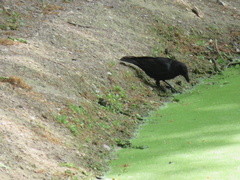 Corvus corone
