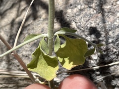 Scutellaria mexicana