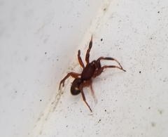 Asagena americana
