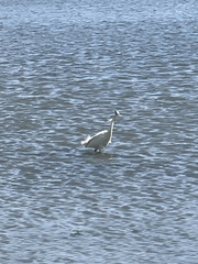 Ardea herodias