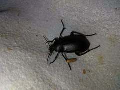 Calosoma maderae