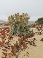 Cirsium rhothophilum