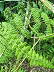 Dennstaedtia scandens