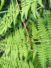 Dennstaedtia scandens