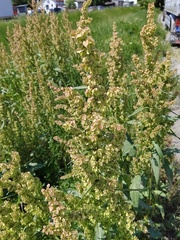 Rumex longifolius