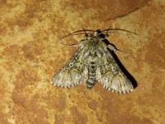 Omphalophana antirrhinii