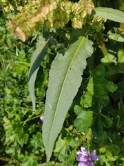 Rumex longifolius