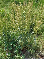 Rumex longifolius