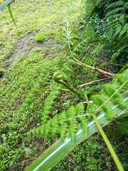 Dennstaedtia scandens