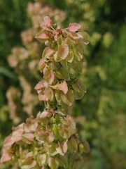 Rumex longifolius