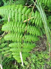 Dennstaedtia scandens