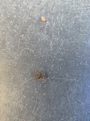 Araneae