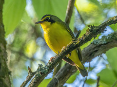 Kentucky Warbler photo 4