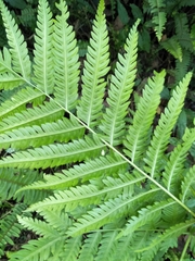 Pteris wallichiana