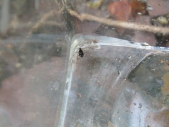 Microvelia americana