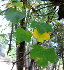 Acer granatense