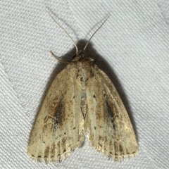 Photedes panatela