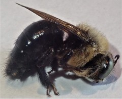 Xylocopa tabaniformis