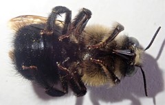 Xylocopa tabaniformis