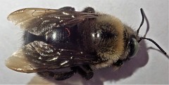 Xylocopa tabaniformis