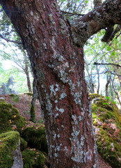 Acer granatense