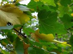 Acer granatense