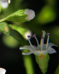 Mentha diemenica