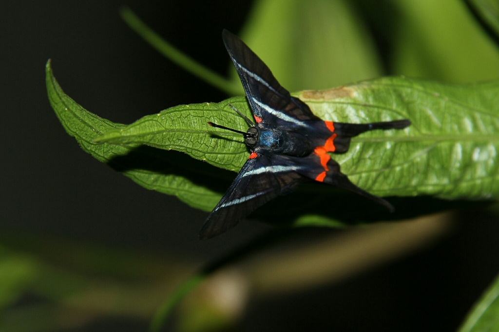 Rhetus arcius thia from Heroes de Chapultepec 2110, Tamaulipas, 89060 ...