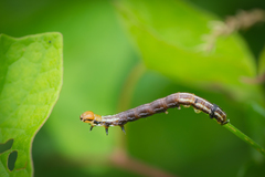 Papaipema nebris