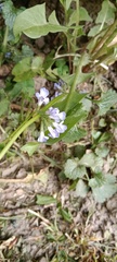 Glechoma hederacea