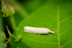 Crambus laqueatellus