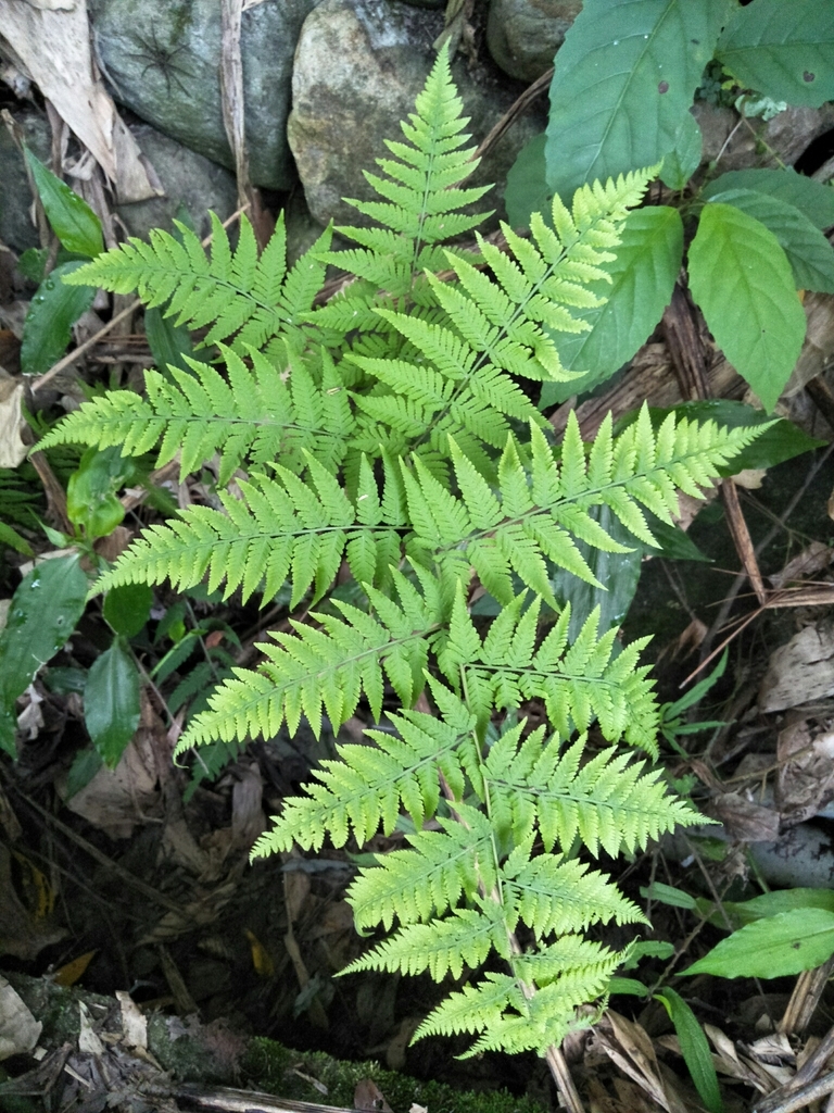 Macrothelypteris torresiana