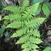 Mariana Maiden Fern - Photo (c) 筱蓁, some rights reserved (CC BY-NC), uploaded by 筱蓁