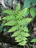 Mariana Maiden Fern - Photo (c) 筱蓁, some rights reserved (CC BY-NC), uploaded by 筱蓁